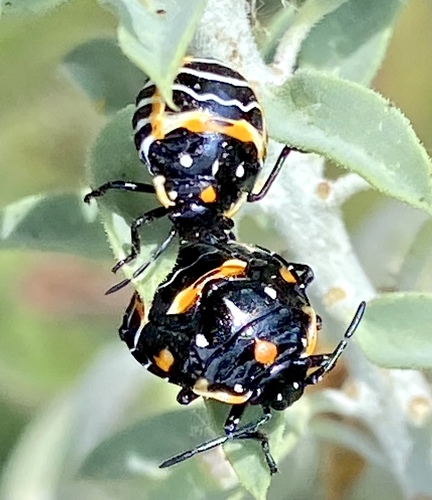 iNaturalist observation photo of Harlequin Bug