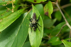 Laphria flavicollis