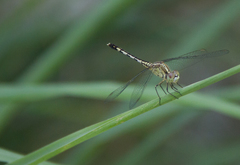 Diplacodes trivialis