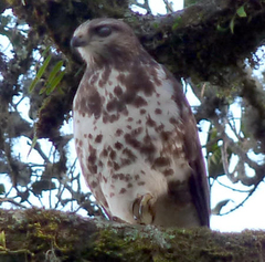 Buteo oreophilus