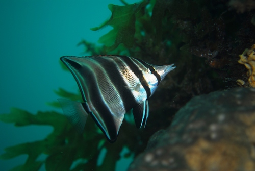 Western talma (Chelmonops curiosus) — Chaetodontidae — 4
