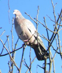 Patagioenas picazuro