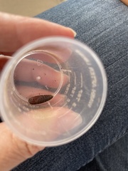 Lepidoptera
