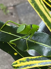 Stilpnochlora couloniana image