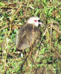 Vanellus chilensis