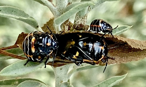 iNaturalist observation photo of Harlequin Bug