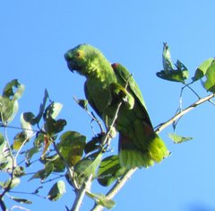 Amazona aestiva
