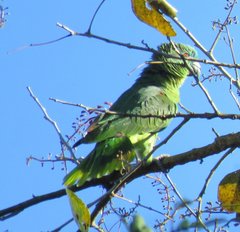 Amazona aestiva