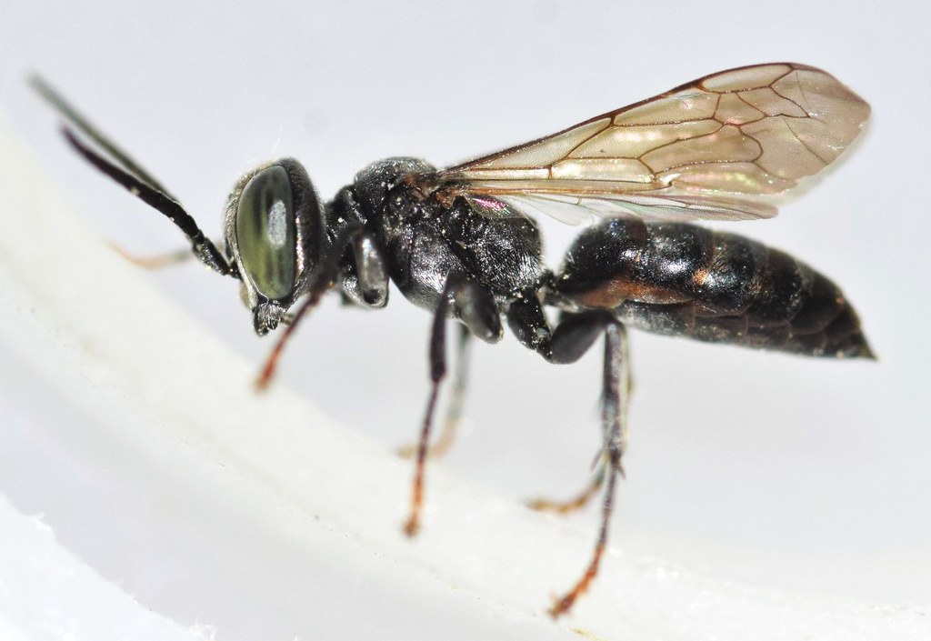 Antennal-waving Wasp