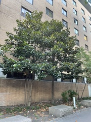 Magnolia grandiflora