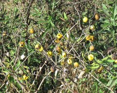 Solanum viarum