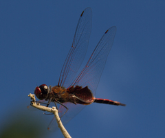 Tramea stenoloba