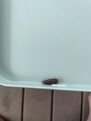 Lepidoptera