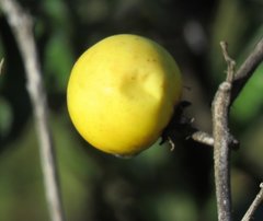 Solanum viarum