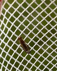 Opomyza germinationis