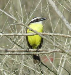 Pitangus sulphuratus