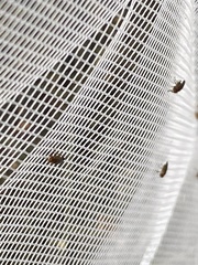 Opomyza germinationis