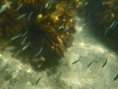 Atheriniformes