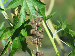 Ricinus communis