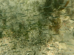 Atheriniformes