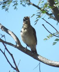 Turdus amaurochalinus