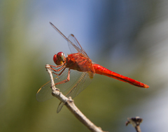 Crocothemis servilia