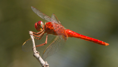 Crocothemis servilia