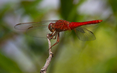 Crocothemis servilia