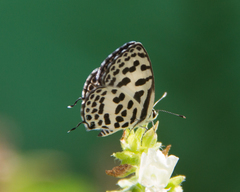 Castalius rosimon