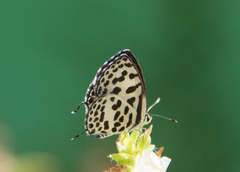 Castalius rosimon
