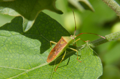 Amblypelta