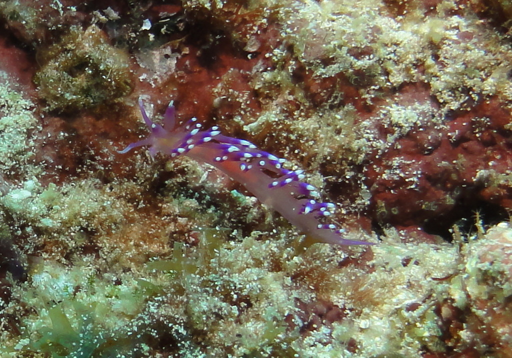 Coryphellina