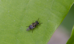 Adoxomyia