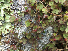 Hydrocotyle moschata