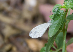 Leptosia nina