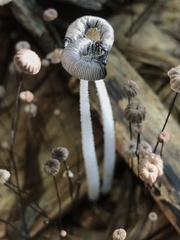 Coprinopsis cinerea