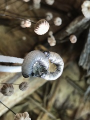 Coprinopsis cinerea