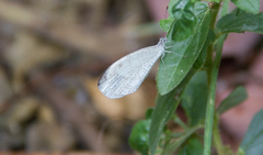 Leptosia nina