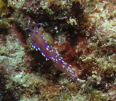 Coryphellina arveloi