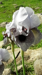 Iris hermona