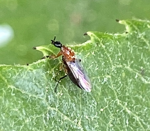 iNaturalist observation photo of Dilophus occipitalis