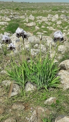 Iris hermona