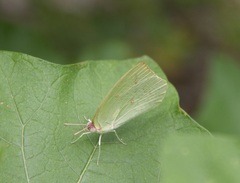 Catopsilia pomona