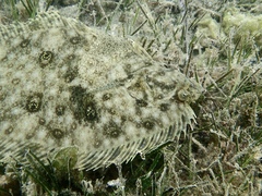 Pseudorhombus jenynsii