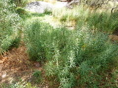Solidago spectabilis
