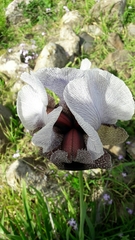 Iris hermona