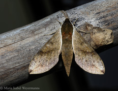 Xylophanes schausi