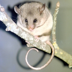 Melomys burtoni