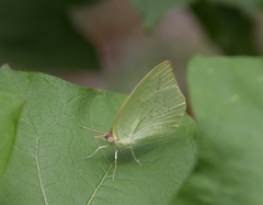 Catopsilia pomona