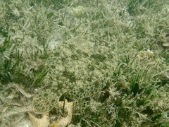 Pseudorhombus jenynsii